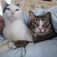 Watson and Amerigo