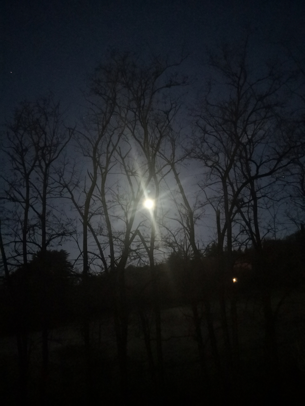 notturno con luna e alberi