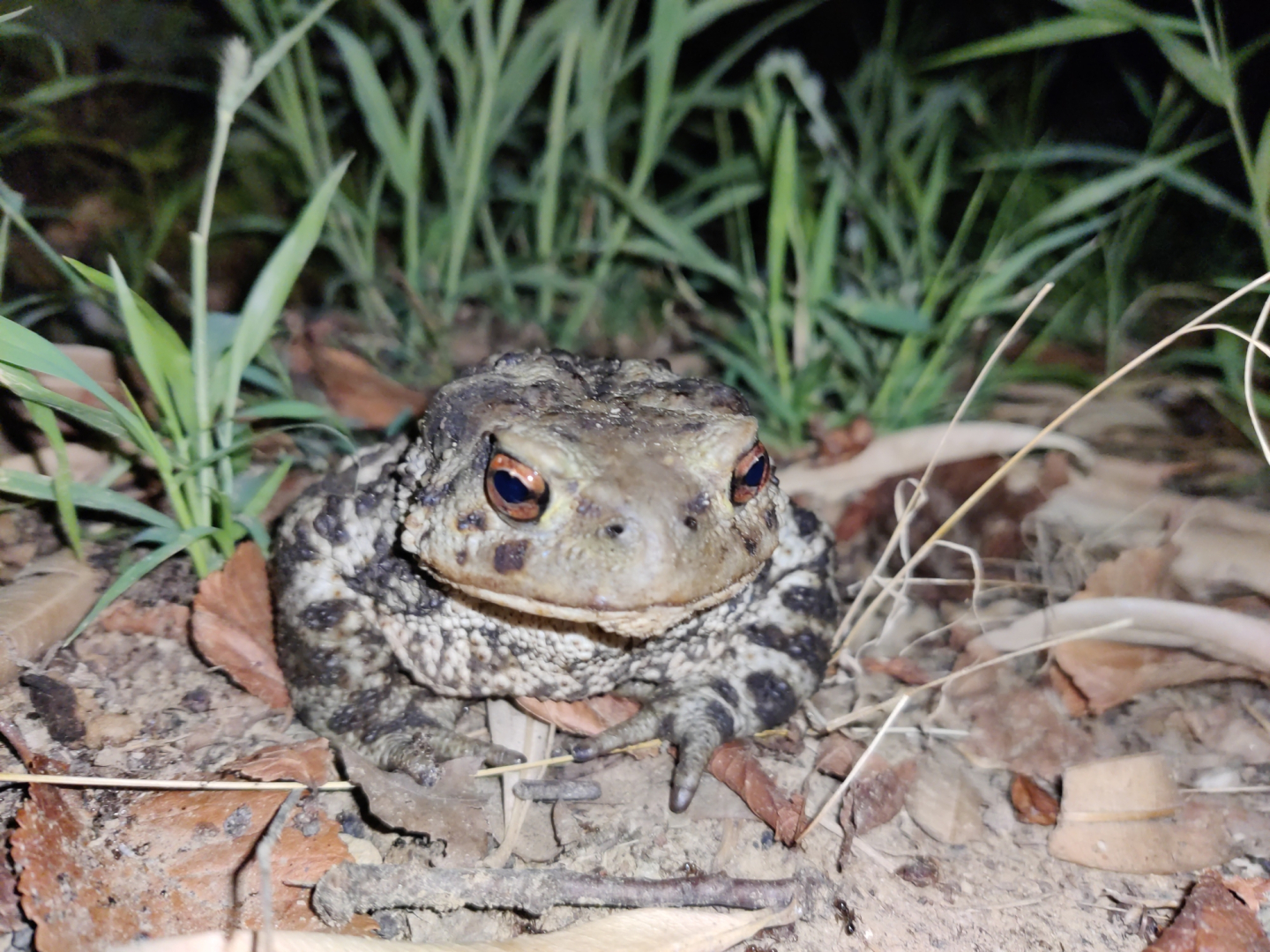 Foto di un rospo