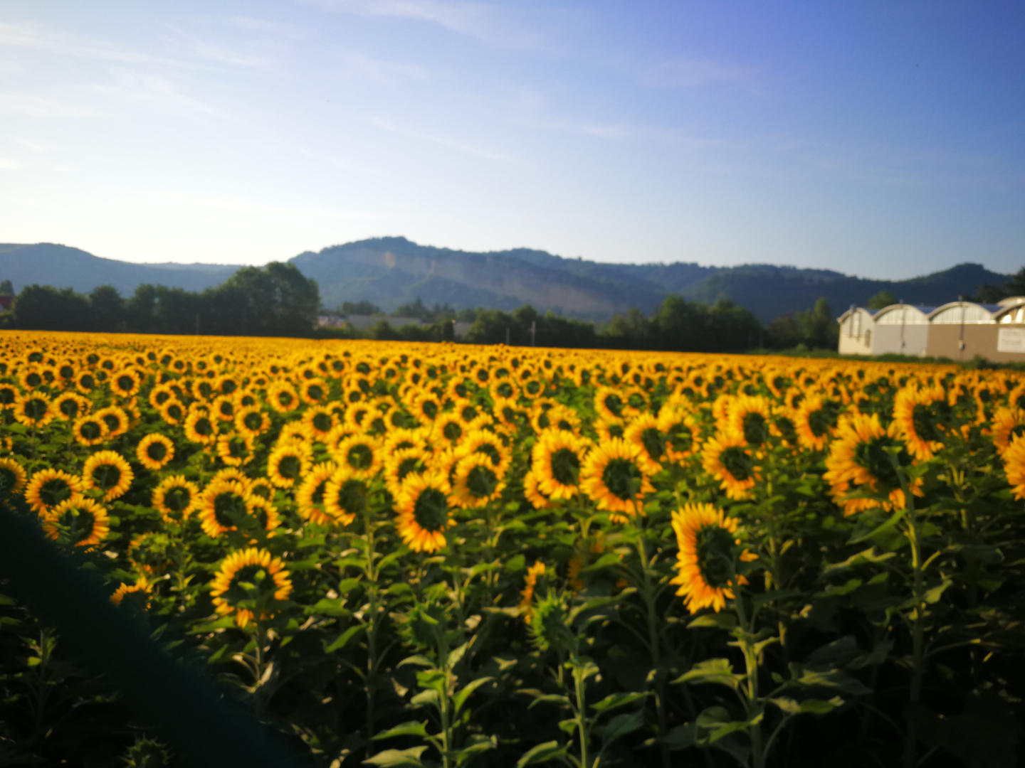campo di girasoli