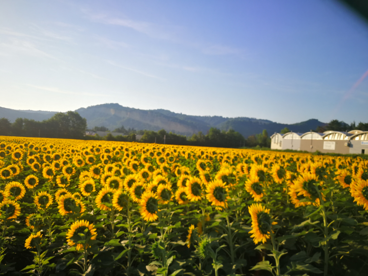 campo di girasoli