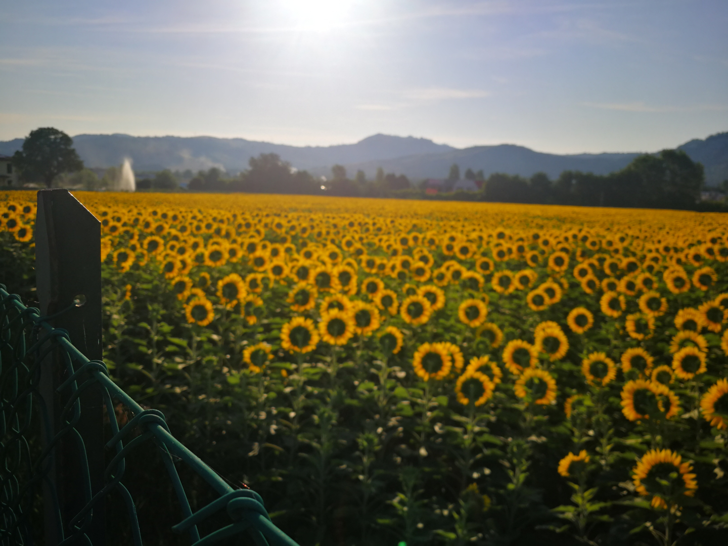 campo di girasoli