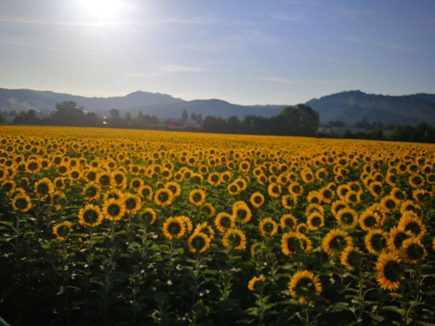campo di girasoli