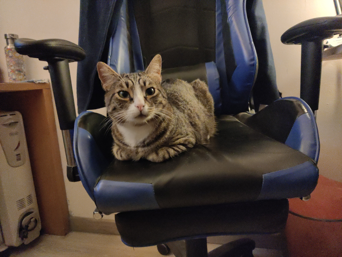 gatto su sedia
