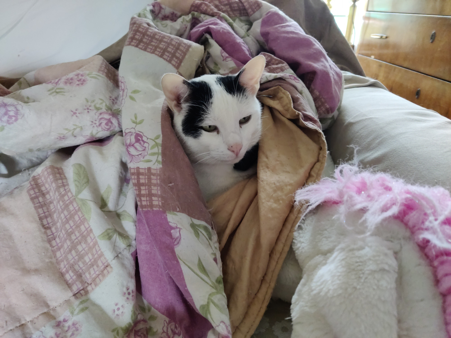 gatto fra le coperte