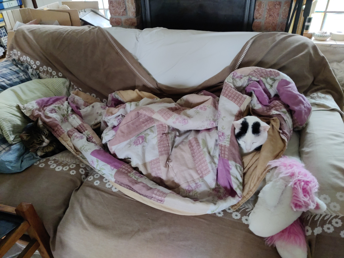 gatti sotto una coperta