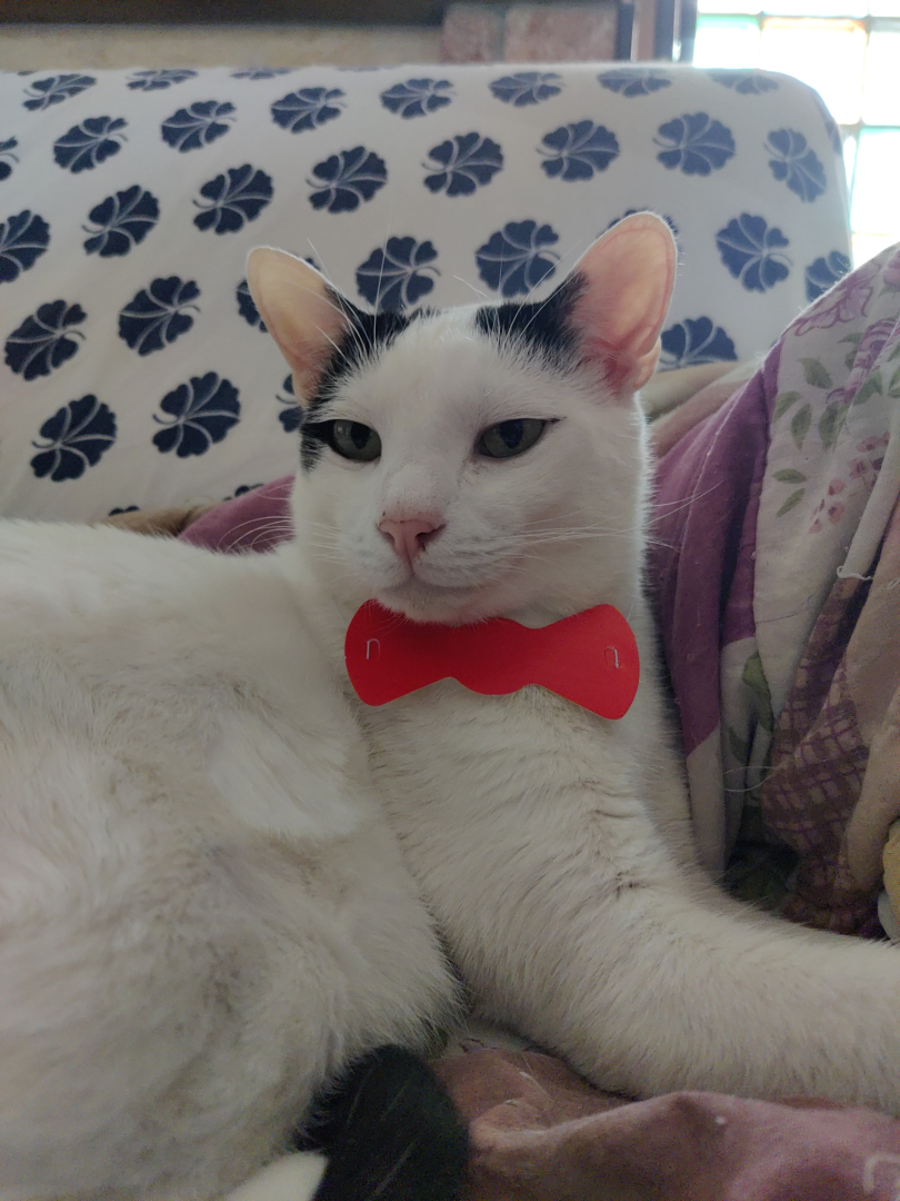 foto di un gatto con papillon rosso