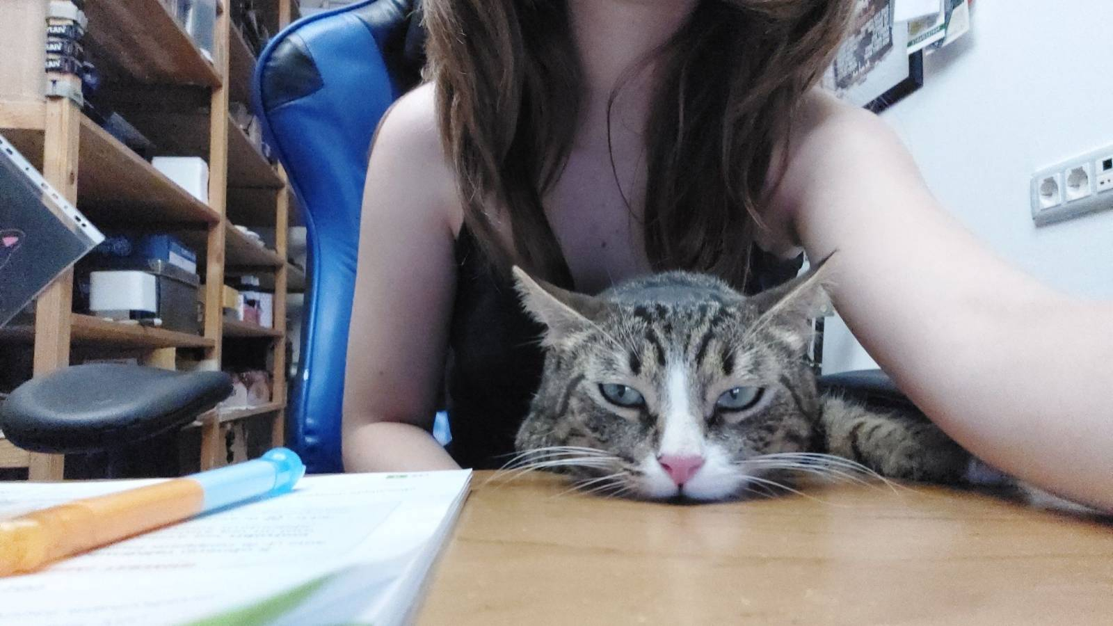 Foto di un gatto obbligato a stare in ufficio